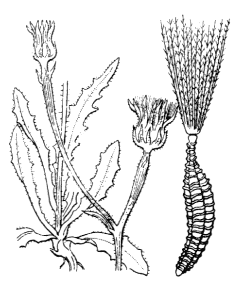 Picris pauciflora Willd. - illustration de coste