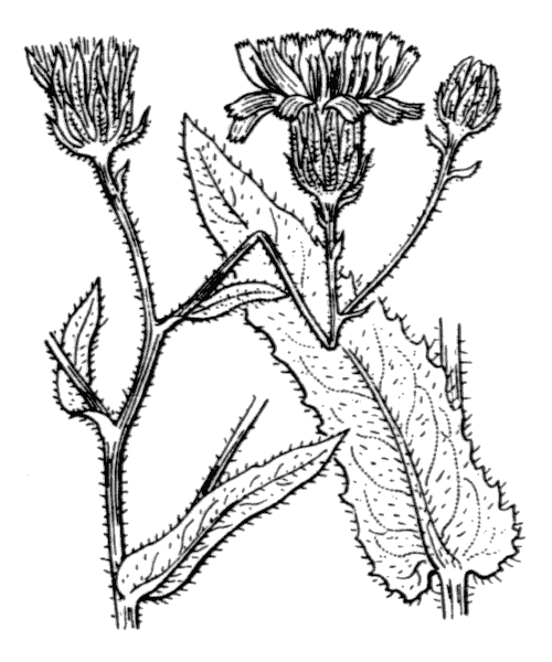 Picris hieracioides subsp. umbellata (Schrank) Ces. - illustration de coste