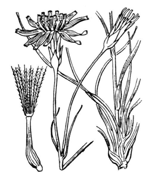 Podospermum purpureum (L.) W.D.J.Koch & Ziz - illustration de coste