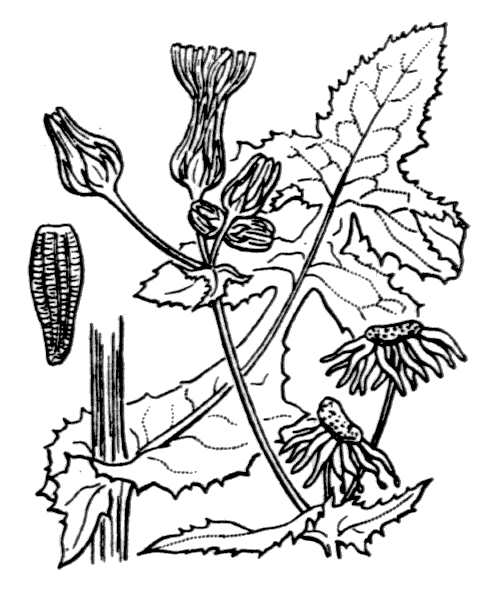 Sonchus oleraceus L. - illustration de coste