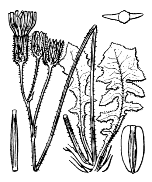 Crepis sancta (L.) Bornm. subsp. sancta - illustration de coste