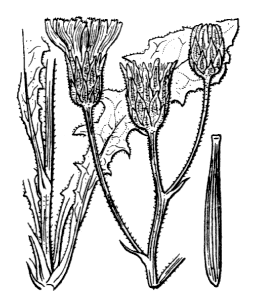 Crepis albida Vill. - illustration de coste