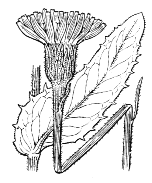 Illustration de Coste