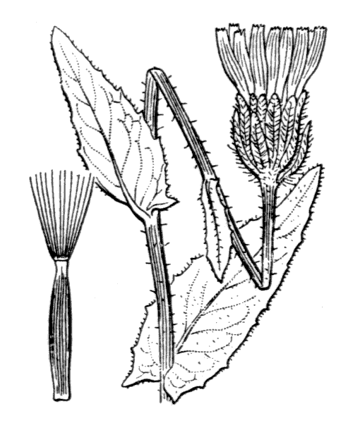 Crepis pyrenaica (L.) Greuter - illustration de coste