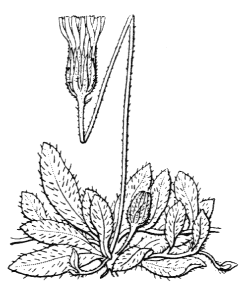 Pilosella officinarum Vaill. - illustration de coste