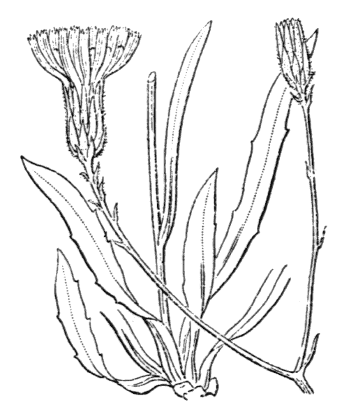 Hieracium glaucum All. - illustration de coste