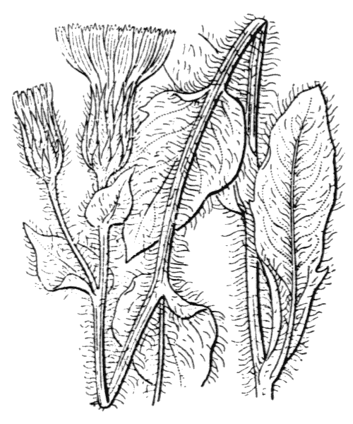 Illustration de Coste