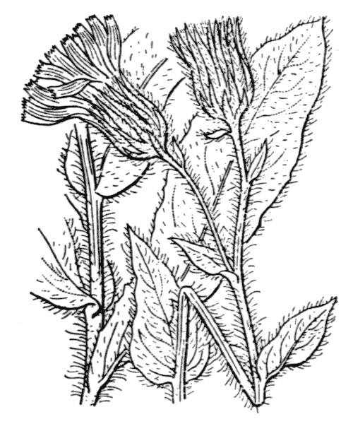 Illustration de Coste