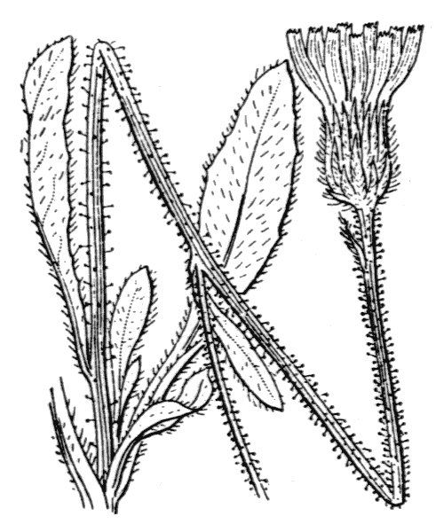 Hieracium nigritellum Arv.-Touv. - illustration de coste
