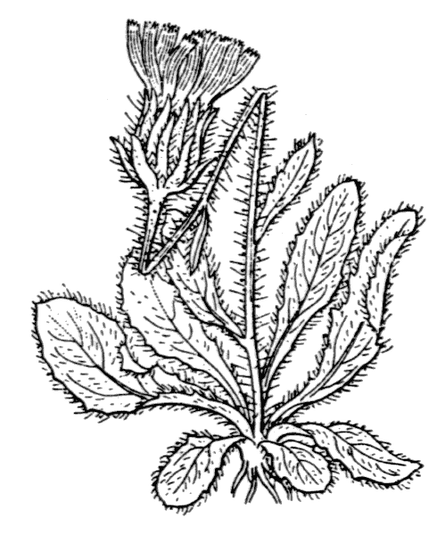 Hieracium alpinum L. - illustration de coste
