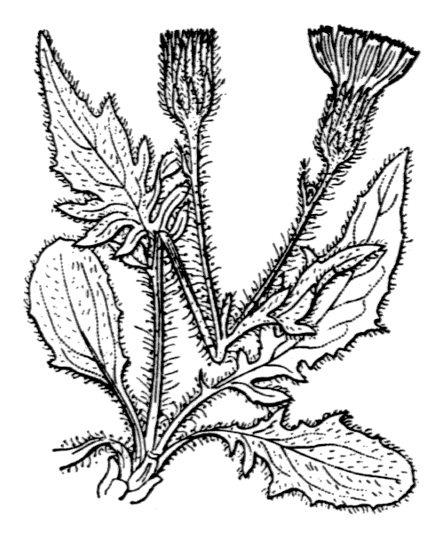 Hieracium humile Jacq. - illustration de coste
