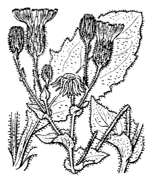 Hieracium amplexicaule L. - illustration de coste