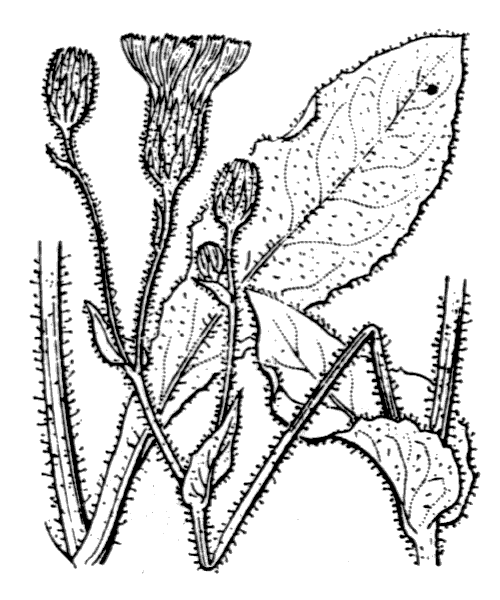 Hieracium pseudocerinthe (Gaudin) W.D.J.Koch - illustration de coste