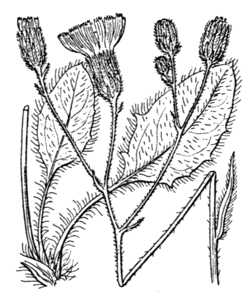 Illustration de Coste