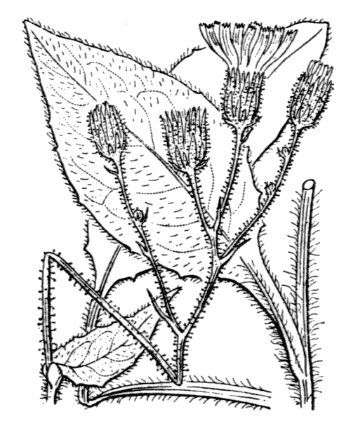 Illustration de Coste