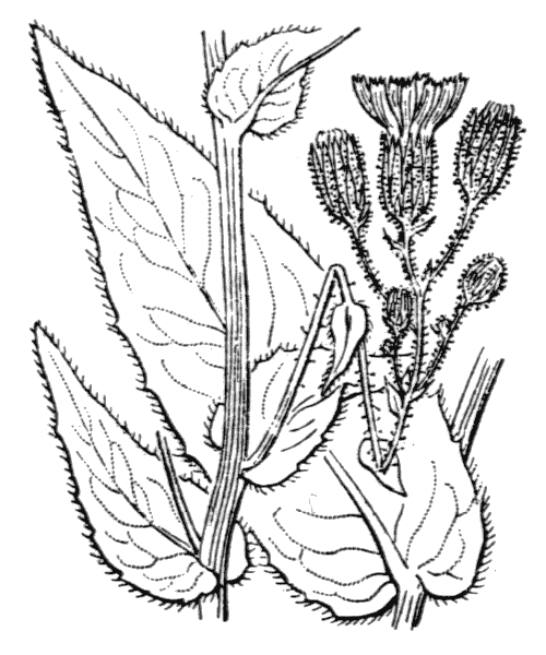 Illustration de Coste