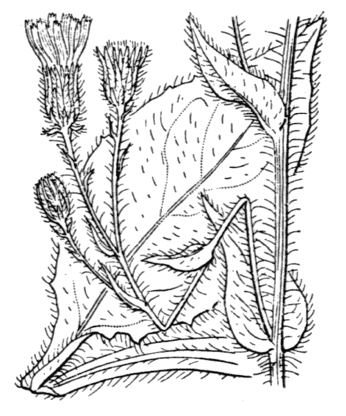 Illustration de Coste