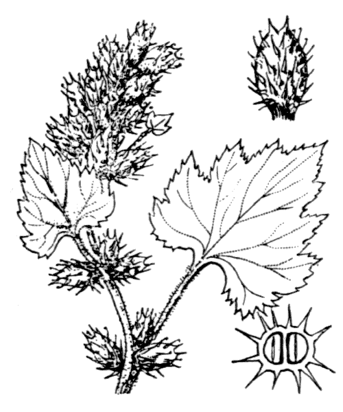 Xanthium strumarium L. - illustration de coste