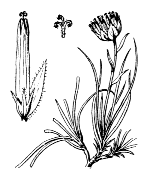 Phyteuma hemisphaericum L. - illustration de coste