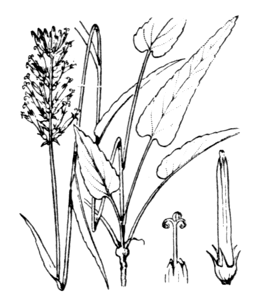 Phyteuma betonicifolium Vill. - illustration de coste