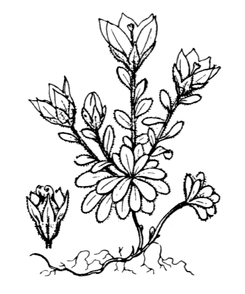 Campanula cenisia L. - illustration de coste