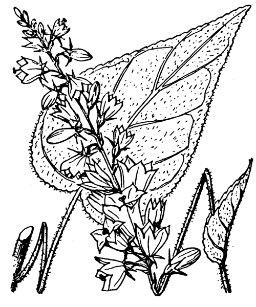 Illustration de Coste