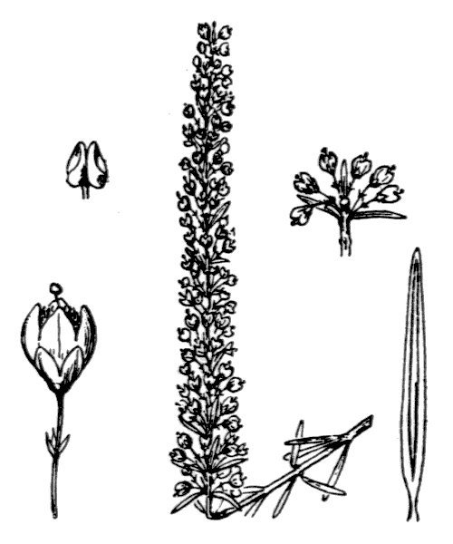 Erica scoparia L. - illustration de coste