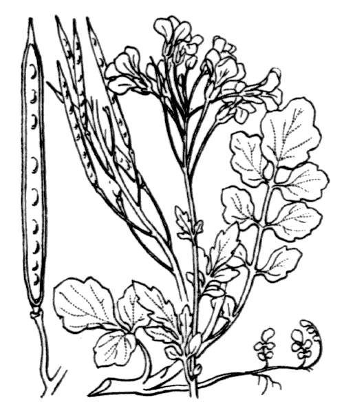 Illustration de Coste