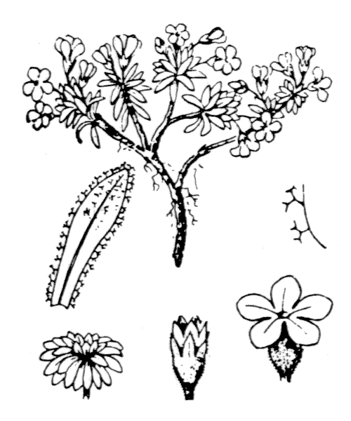 Illustration de Coste