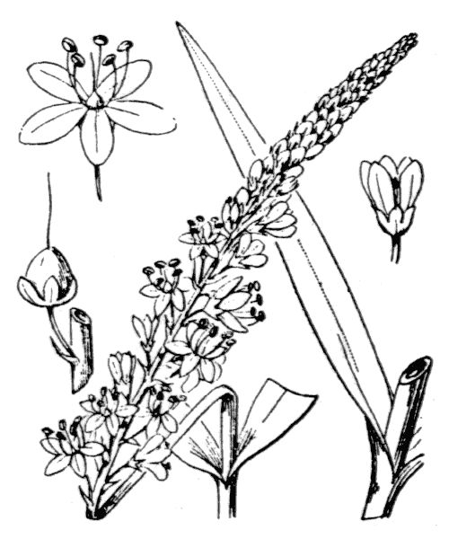 Lysimachia ephemerum L. - illustration de coste