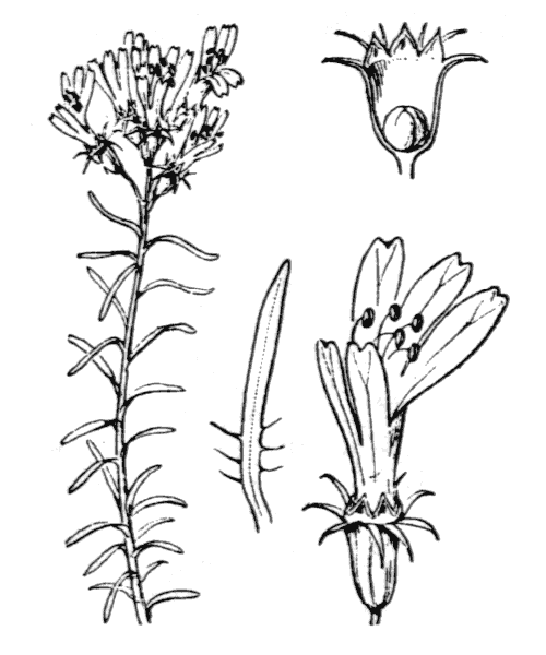 Coris monspeliensis L. - illustration de coste