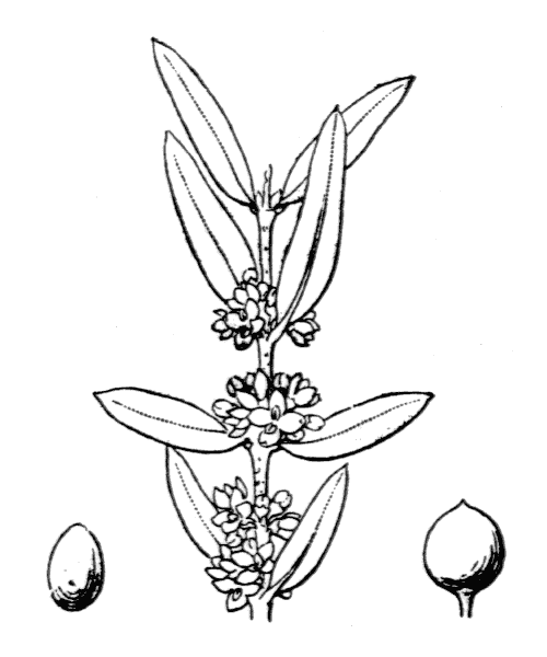 Phillyrea angustifolia L. - illustration de coste