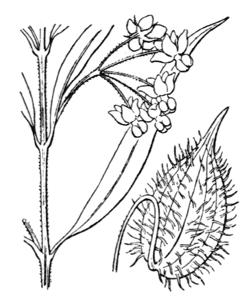 Gomphocarpus fruticosus (L.) R.Br. - illustration de coste