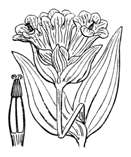 Gentiana purpurea L. - illustration de coste
