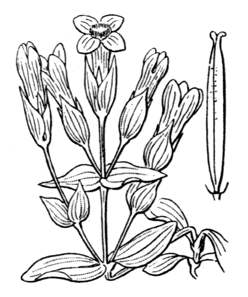 Gentianella campestris (L.) Börner f. campestris  - illustration de coste