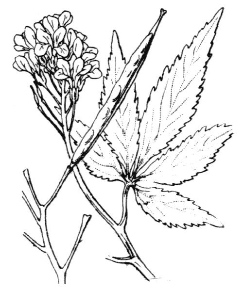 Cardamine pentaphyllos (L.) Crantz - illustration de coste