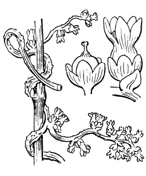 Illustration de Coste