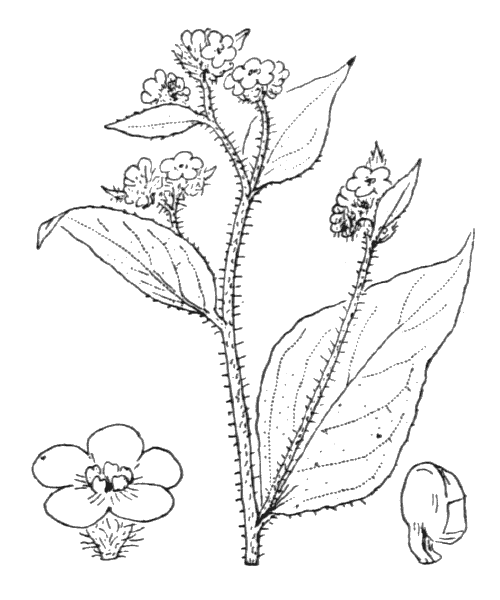 Illustration de Coste