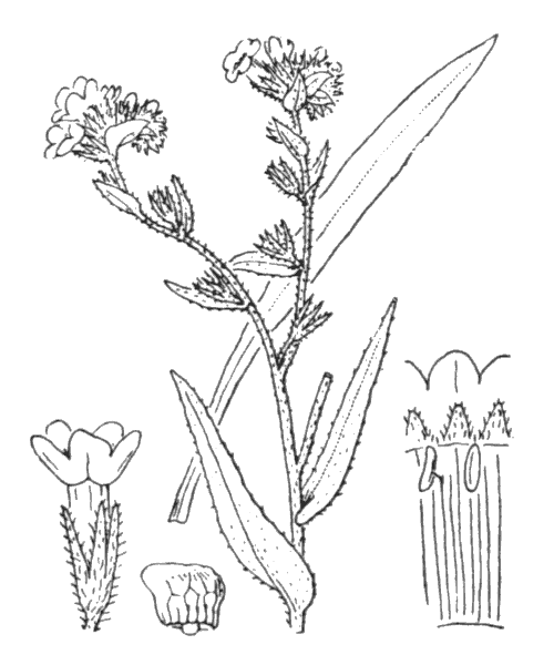 Illustration de Coste