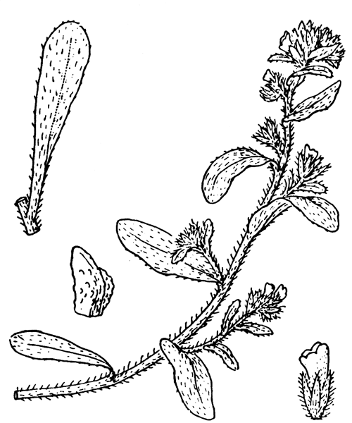 Echium arenarium Guss. - illustration de coste