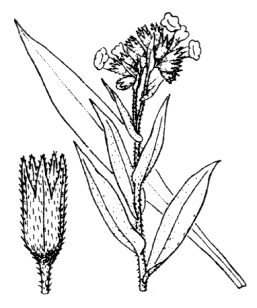 Illustration de Coste