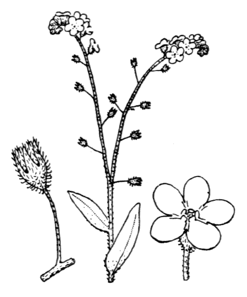 Myosotis sylvatica Hoffm. - illustration de coste