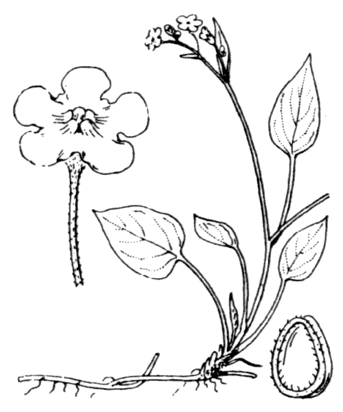 Illustration de Coste