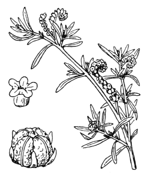 Heliotropium curassavicum L. - illustration de coste