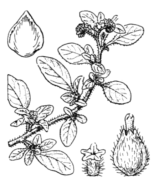 Illustration de Coste