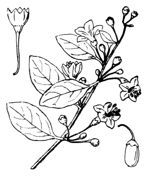 Illustration de Coste