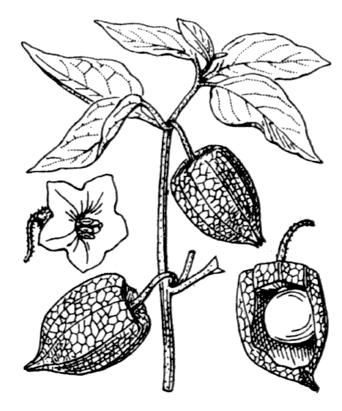 Illustration de Coste