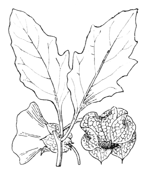 Illustration de Coste