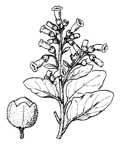 Illustration de Coste