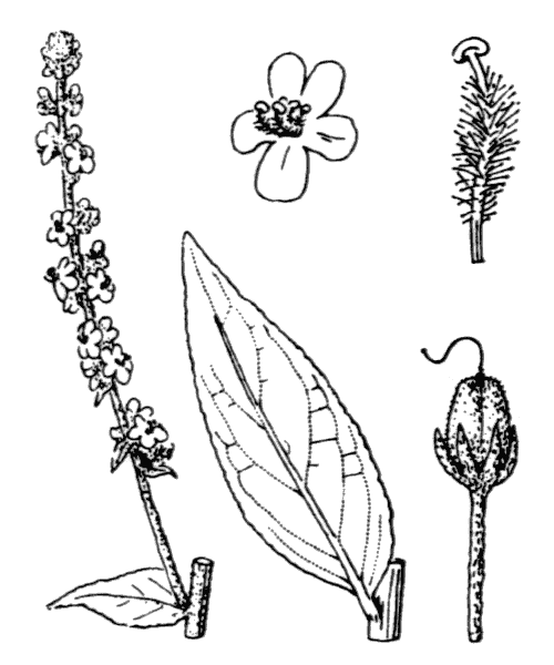 Verbascum lychnitis L. - illustration de coste